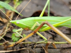 Euconocephalus nasutus