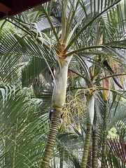 Dypsis lutescens