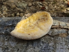 Inonotus cuticularis