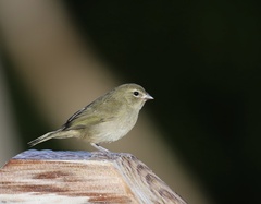 Tiaris olivaceus
