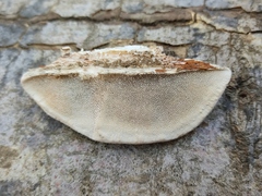 Inonotus cuticularis