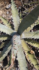 Agave xylonacantha