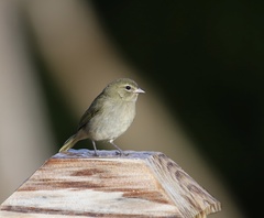 Tiaris olivaceus