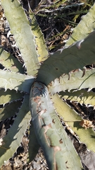 Agave xylonacantha