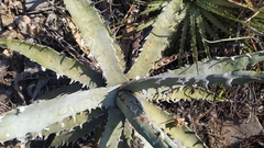 Agave xylonacantha