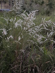 Eupatorium leptophyllum