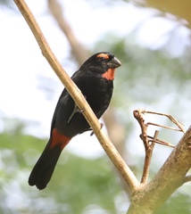 Melopyrrha violacea