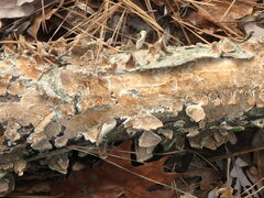 Steccherinum ochraceum