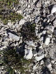 Chondrilla chondrilloides