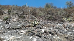 Agave xylonacantha