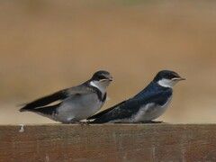 Hirundo albigularis