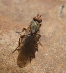Heleomyzidae