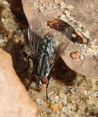 Sarcophagidae