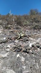 Agave xylonacantha