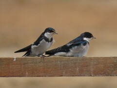 Hirundo albigularis