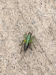 Conocephalus nigropleurum