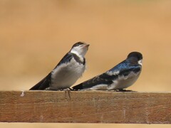 Hirundo albigularis