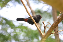 Melopyrrha violacea