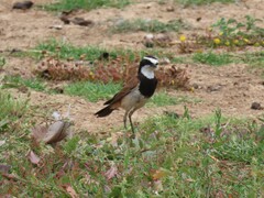 Oenanthe pileata pileata