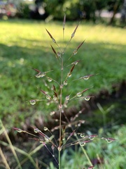 Chrysopogon