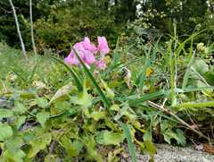 Lathyrus latifolius