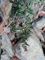Paragymnopteris marantae marantae