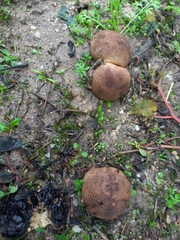 Scleroderma verrucosum