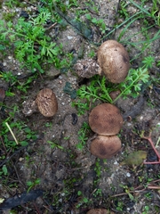 Scleroderma verrucosum