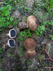 Scleroderma verrucosum