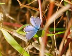 Hemiargus ceraunus