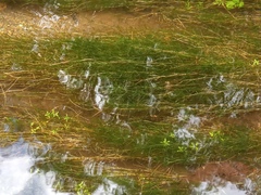 Potamogeton trichoides