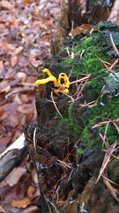 Calocera viscosa
