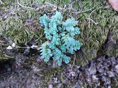 Sedum dasyphyllum