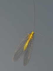 Italochrysa