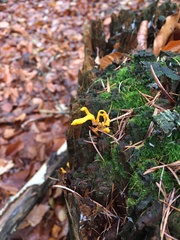 Calocera viscosa
