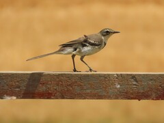 Motacilla capensis capensis