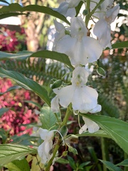 Impatiens