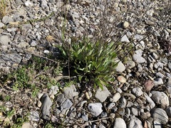Chondrilla chondrilloides