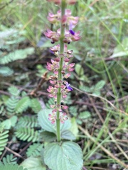 Coleus monostachyus