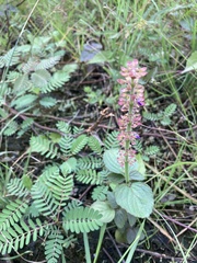 Coleus monostachyus