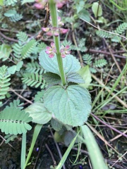 Coleus monostachyus