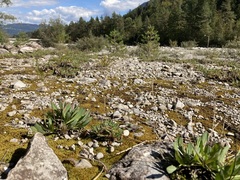 Chondrilla chondrilloides