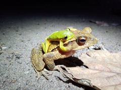 Incilius cristatus