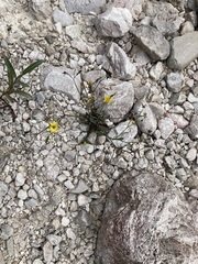 Chondrilla chondrilloides