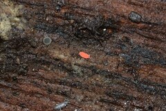 Bilobella braunerae