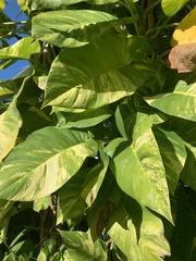 Epipremnum aureum