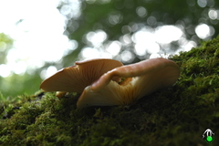 Omphalotus japonicus