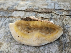 Inonotus cuticularis