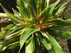 Plantago australis