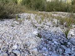 Chondrilla chondrilloides